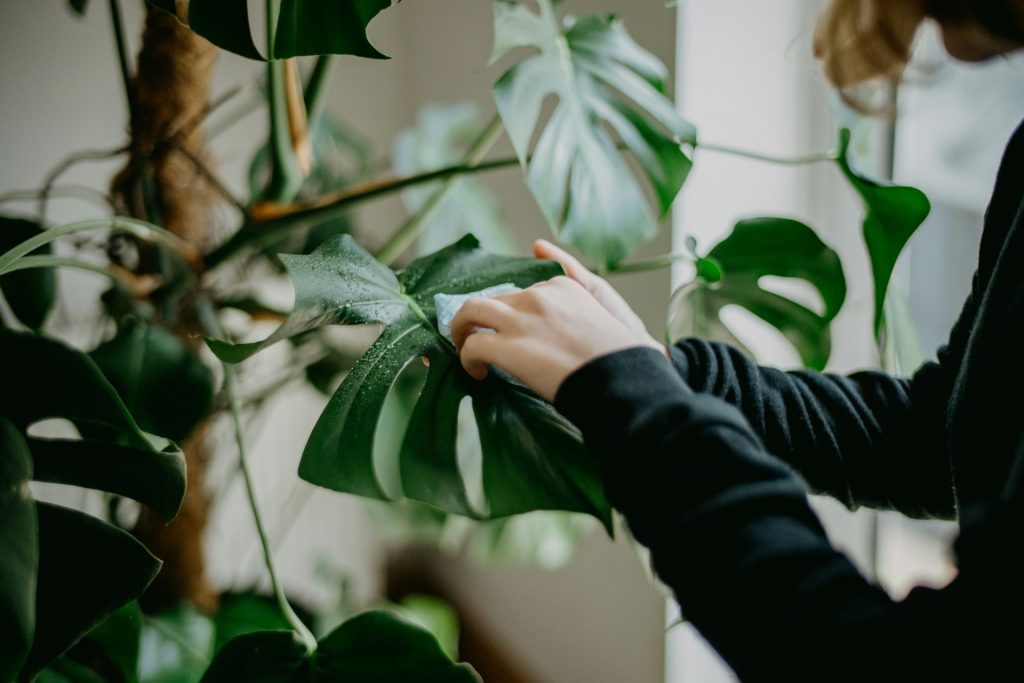 Monstera 'Delicosa'