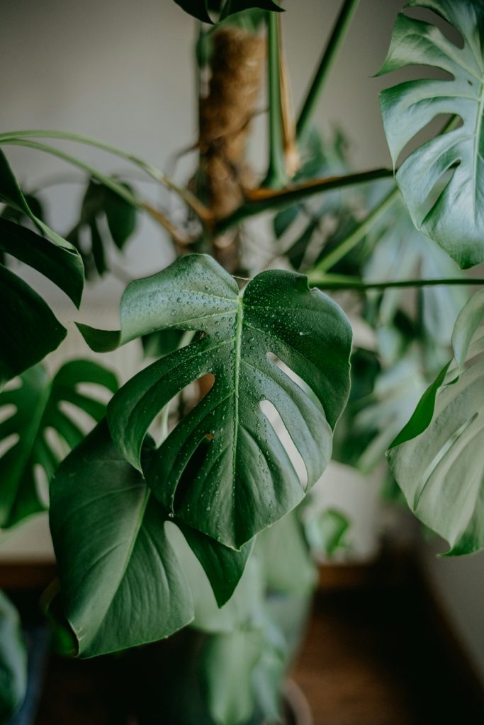 Monstera 'Delicosa'