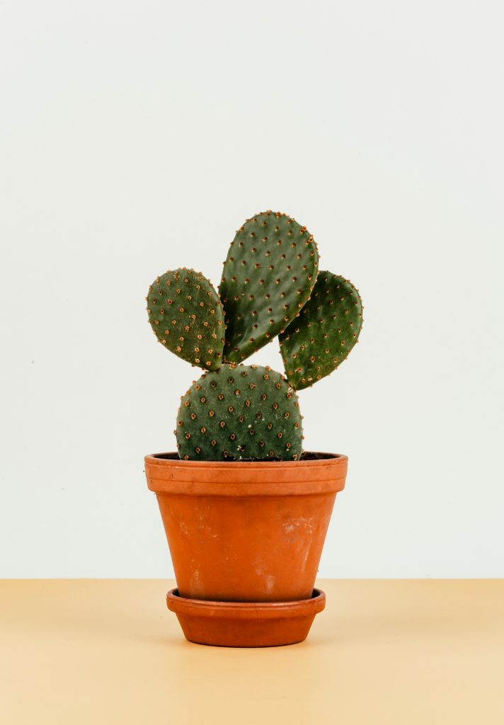 Opuntia microdasys