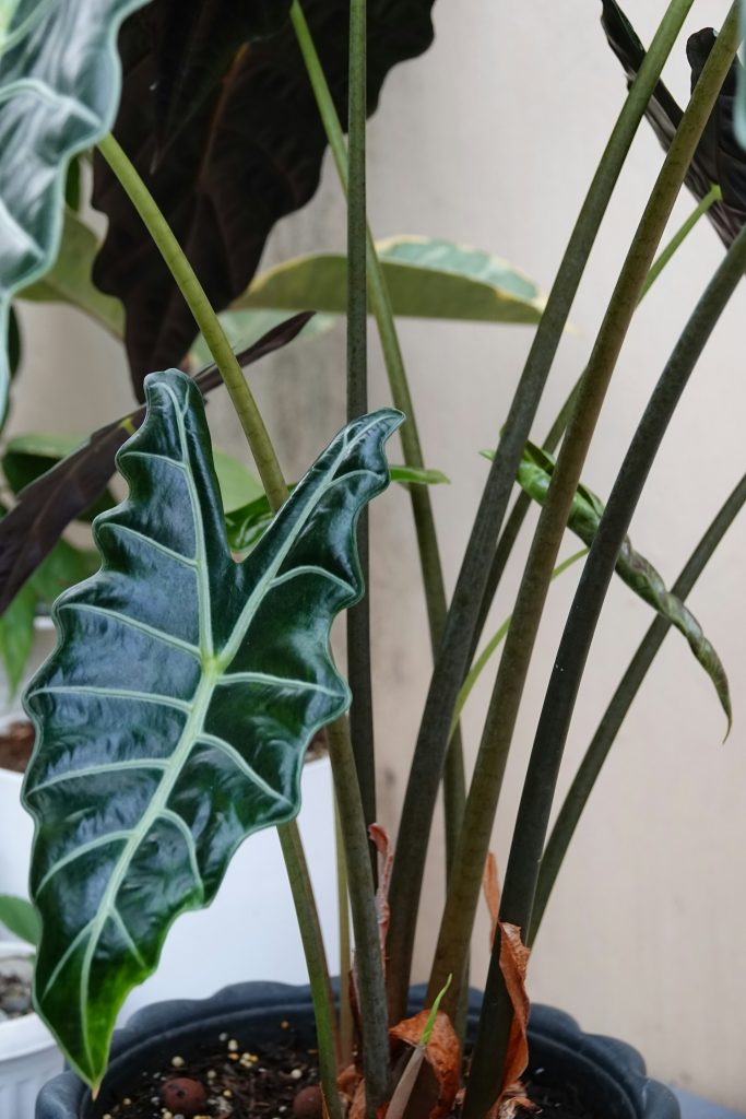 Alocasia amazonica