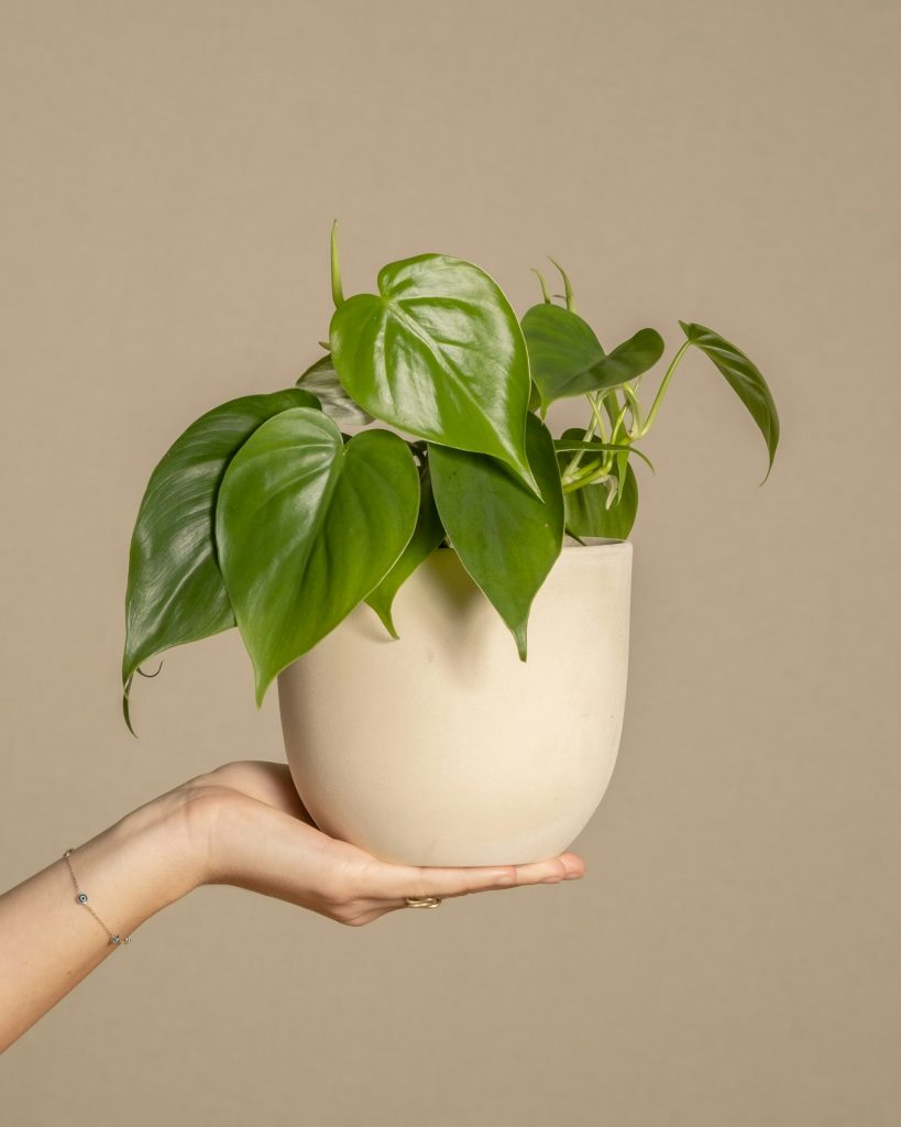 Philodendron hederaceum