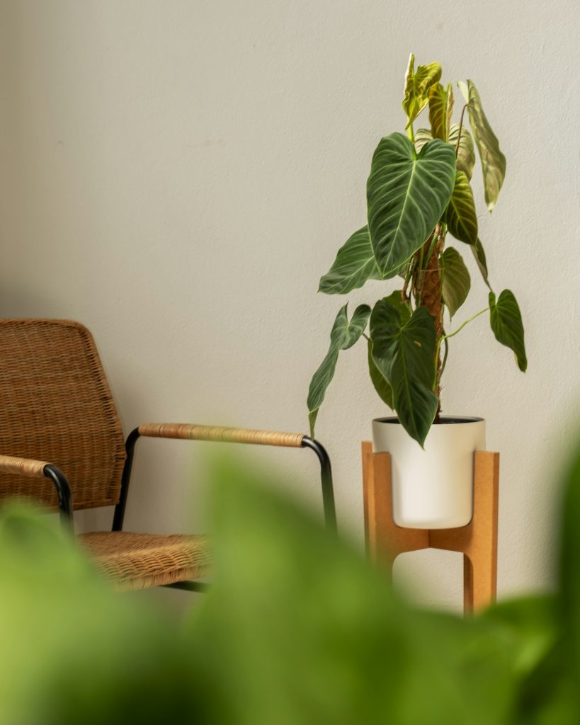Philodendron melanochrysum