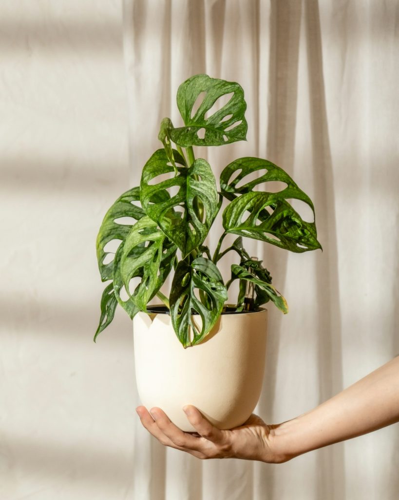 Monstera 'adansonii'