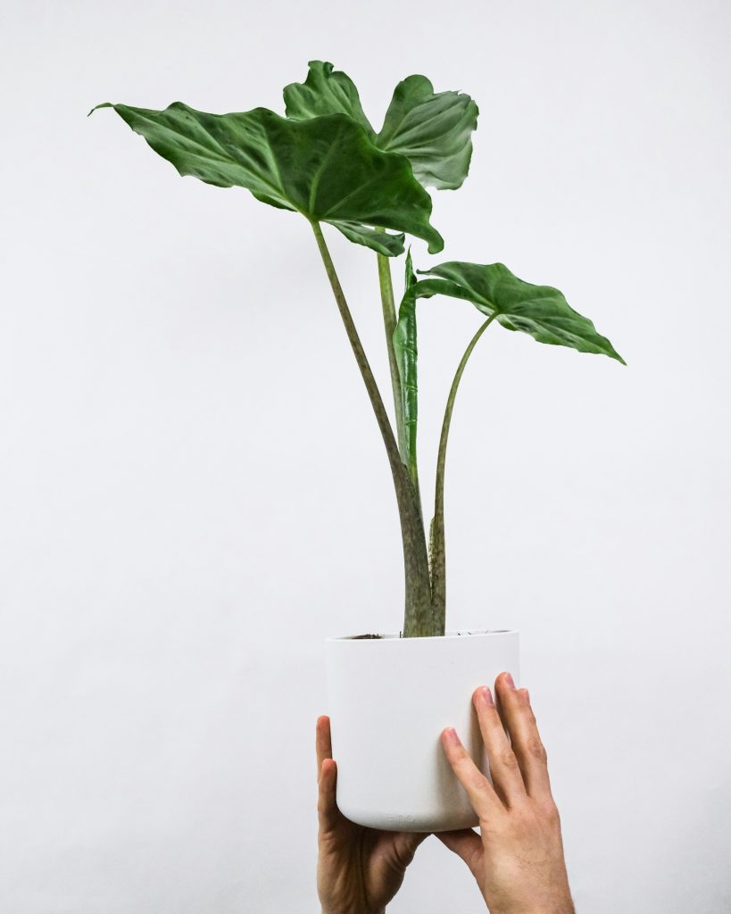 Alocasia macrorrhiza