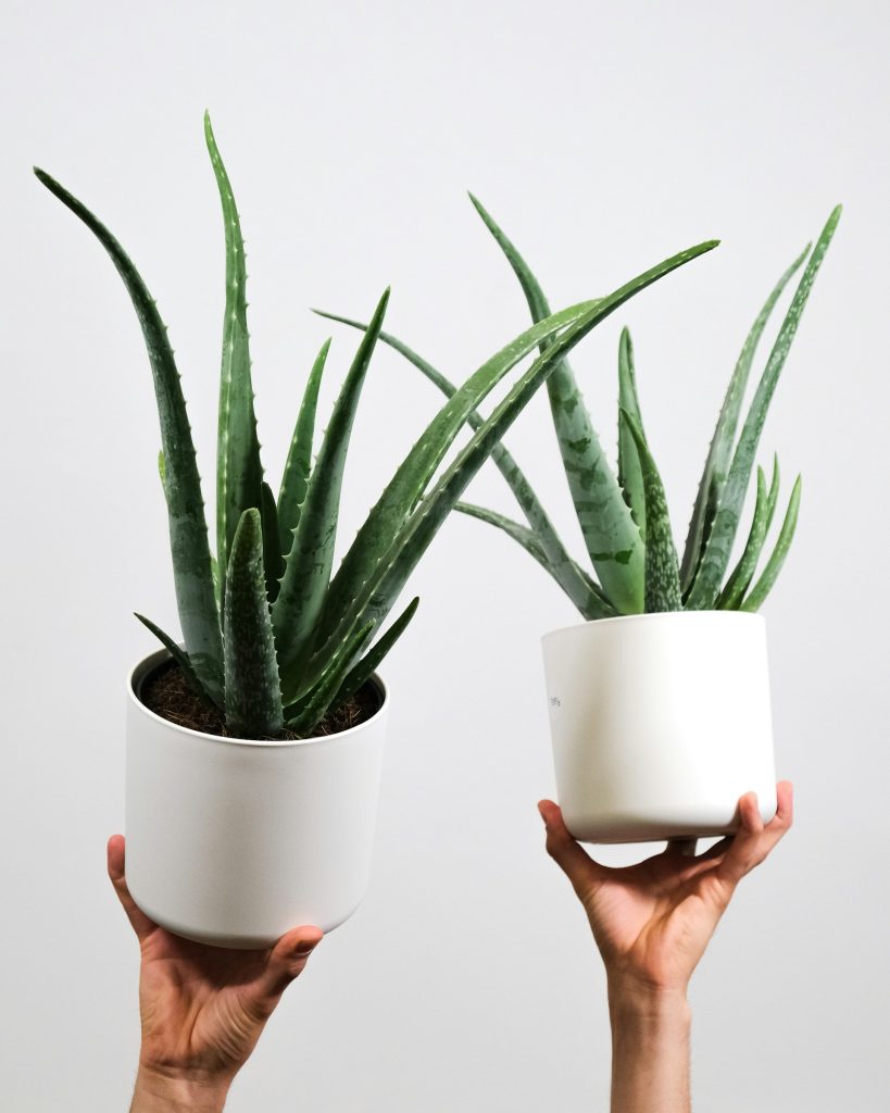 To aloe vera-planter