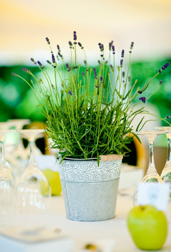 Lavendel i potte