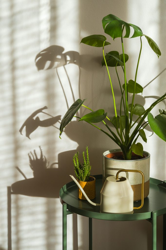 Monstera og en kaktus