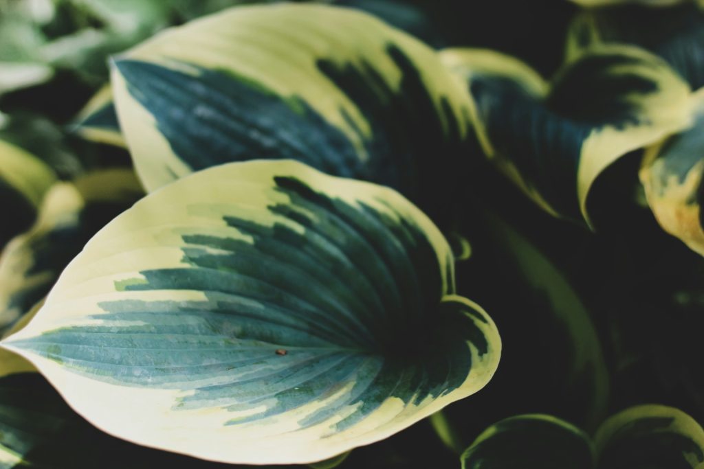 Hosta, også kjent som bladlilje