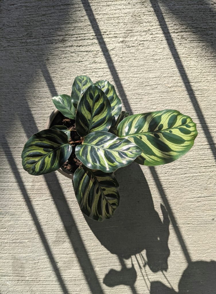 Påfuglplante (Calathea makoyana)