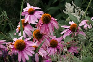Stell av rød solhatt (Echinacea purpurea): En fargerik favoritt i ...