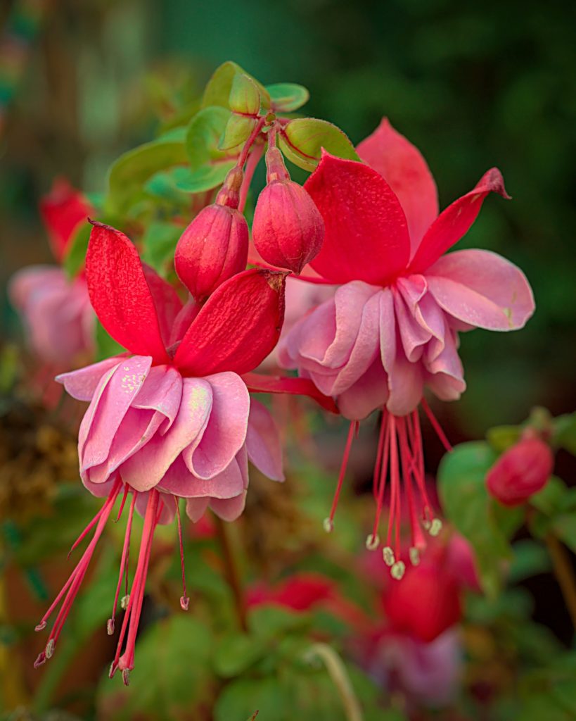 Blomstene på en fuksia