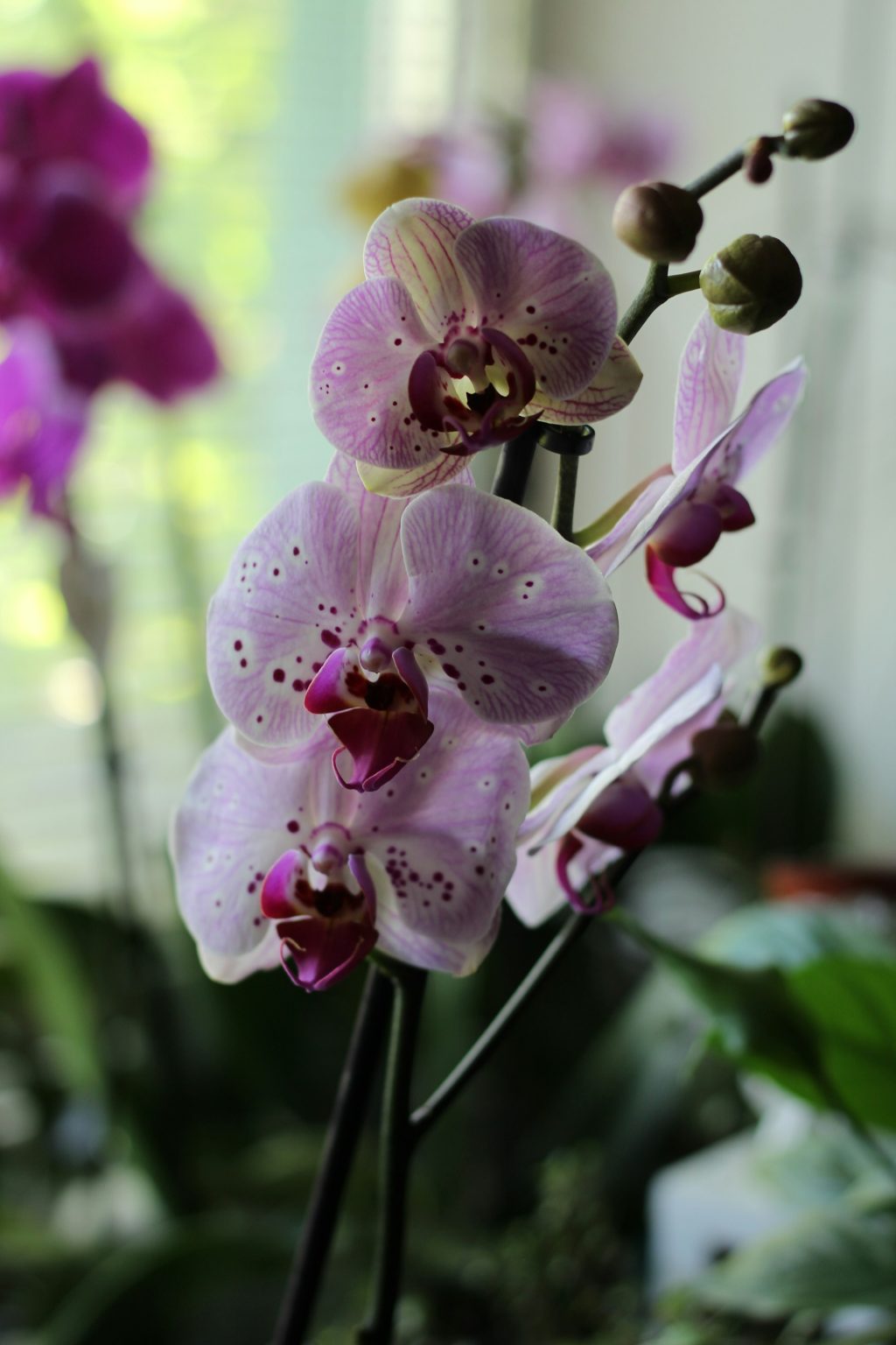 Orgide Omplanting av orkidé (Phalaenopsis) - Plantekroken