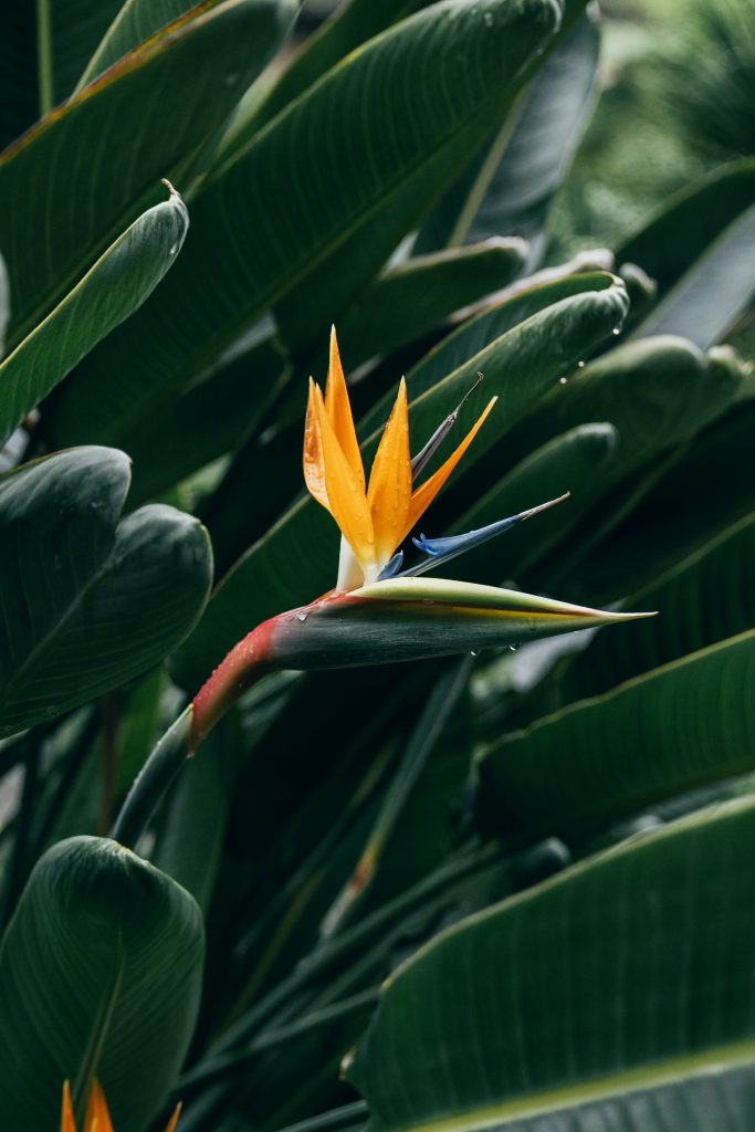 Paradisfuglblomst